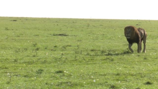 Рык льва/ Как рычит лев/Рычание разных львов и львиц/ Львиные нежности, как лев ухаживает за львице смотреть онлайн