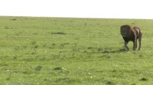 Рык льва/ Как рычит лев/Рычание разных львов и львиц/ Львиные нежности, как лев ухаживает за львице