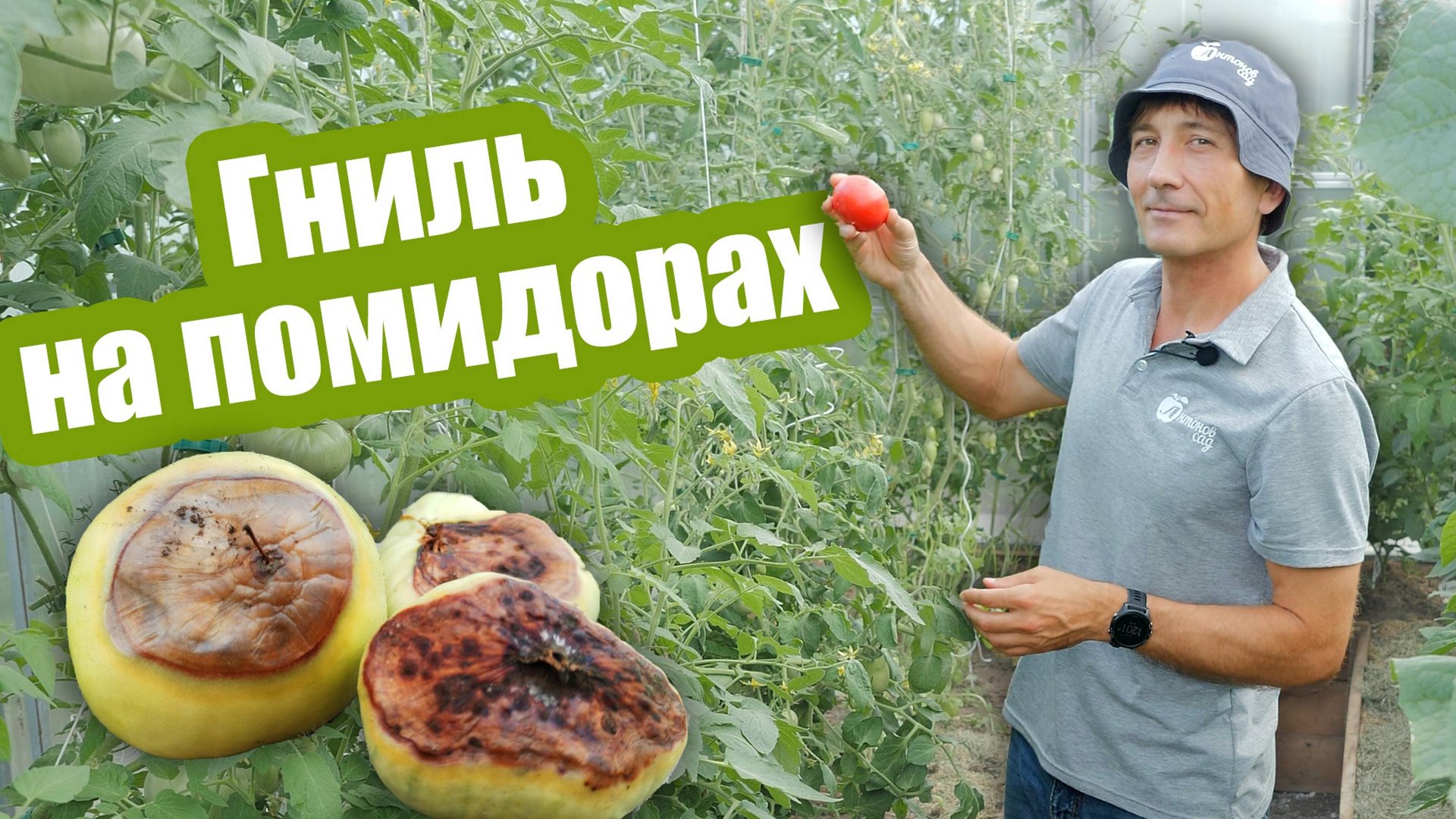 Почему ГНИЮТ ПОМИДОРЫ на кусту: 6 главных причин смотреть онлайн