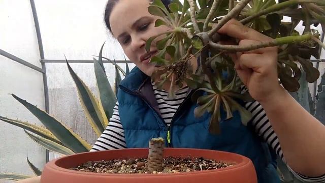 Формирую эониум 'Циклоп'. Уход в домашних условиях смотреть онлайн