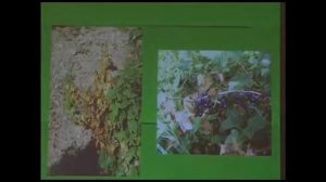 Как выбрать смородину для Подмосковья и Центрального региона