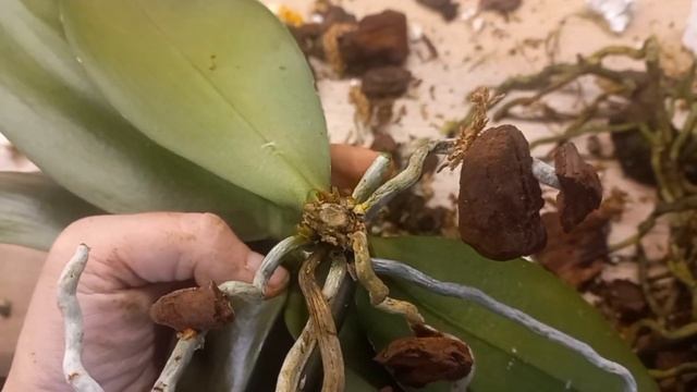 Орхидея ПОТЕРЯЛА 90% КОРНЕЙ. Болезнь скрывалась внутри.