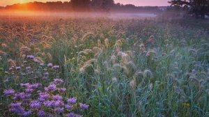 Заболоцкий. Я воспитан природой суровой.