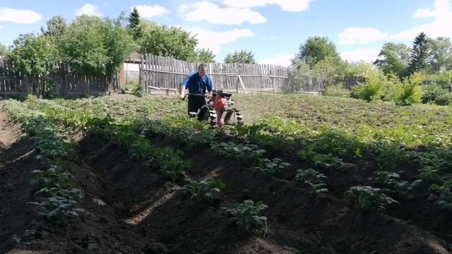 Окучивание картофеля дисковым окучником смотреть онлайн