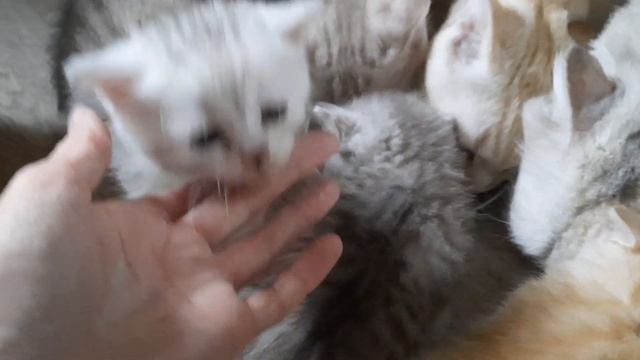 котятам 1месяц и 4 дня. смотреть онлайн