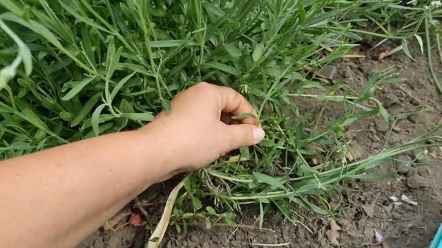 Как размножить Лаванду черенкованием ??? смотреть онлайн