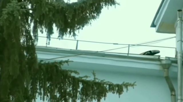 топ 5 титанобоа снятая на камеру смотреть онлайн