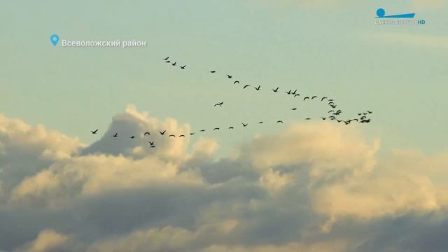 Перелётные птицы в Охте, арктический гость — чёрная казарка и почти водоплавающие пасюки смотреть онлайн