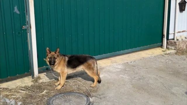 Из за того, что собака проиграла выставку женщина решила ее усыпить. Вы только посмотрите! смотреть онлайн