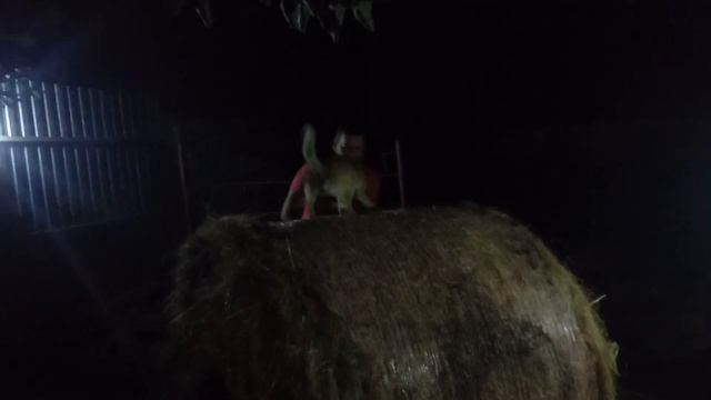 собака на сене или жадная ?