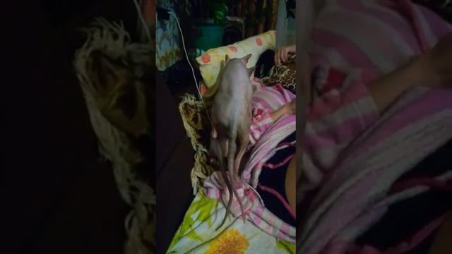 ВЯЗКА ДОНСКИХ СФИНКСОВ смотреть онлайн