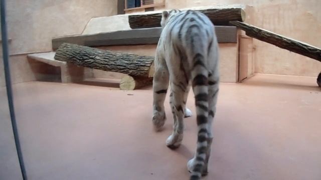 Красавец зоопарка "12 месяцев" Бенгальский тигр смотреть онлайн