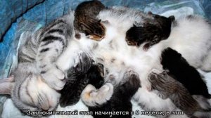 Сколько длится беременность у кошек: продолжительность