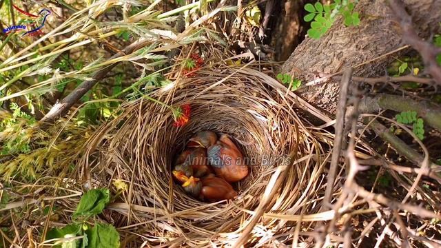 Common babbler bird feeding green worm to its babies || Animals and Birds смотреть онлайн