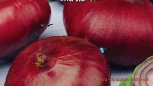 Лук репчатый Кармен МС (karmen ms) ? репчатый лук Кармен МС обзор: как сажать, семена лука Кармен М