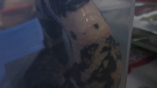 Удав "танцует". смотреть онлайн