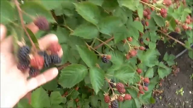 ЛОХ ТЕЙ - ранний сорт ежевики из Англии. Урожай 2018г. смотреть онлайн