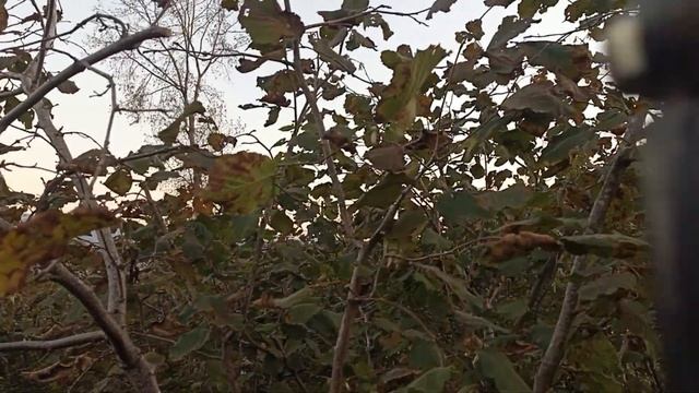 Fındık bahçesine uç dal budaması bakımı yapılan aralık ayındaki videonun, son hali bahçenin смотреть онлайн