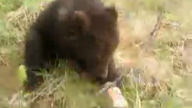 Магадан.Медвежата,маленькие,но очень грозные))) смотреть онлайн