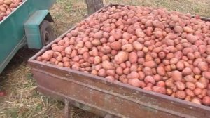 Урожай картофеля - бела роса и славянка
