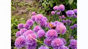 Живые бабочки. Насекомые в саду