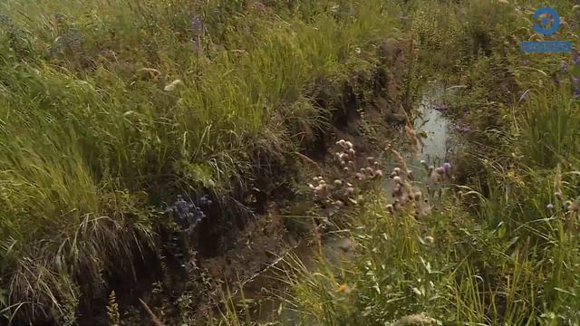 В Пензе определились с местом строительства нового приюта для животных смотреть онлайн