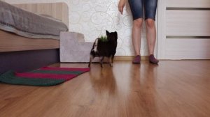 Чихуахуа Арчи выполняет команды. 50 крутых трюков от чихуахуа! Все трюки которые знает моя собака