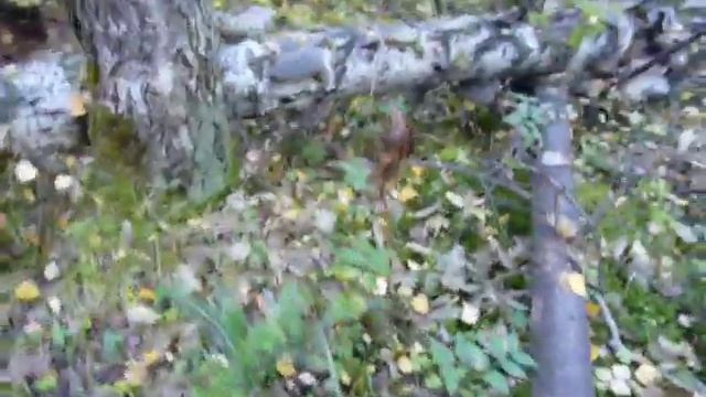 Волнушки смотреть онлайн