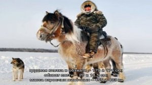 Якутские лошади – порода из глубины веков