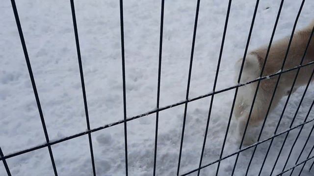 Щенок ЛАКИ и БАЙКАЛ бесятся / Опять снег смотреть онлайн
