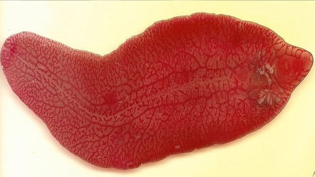 Fasciola Hepatica смотреть онлайн