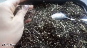 Бальзамин. Черенки дали корни, пересаживаем.