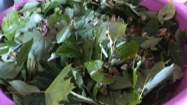 Сбор листьев и травы для чая. Ферментация. Collection of leaves and herbs for tea. Fermentation. смотреть онлайн