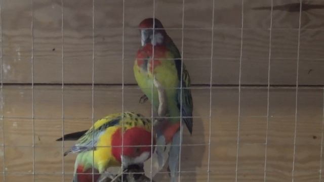 rozella białolica,Platycercus eximius,Rosella Parrot смотреть онлайн
