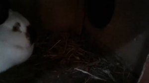 Ч-1 Клетки зимние по методу Золотухина и летние