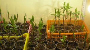 ЛИЛИЯ - выгонка цветка в ящике