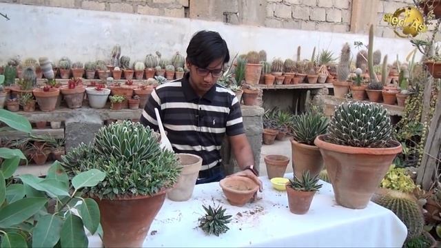 How to grow Agave Victoriae Reginai (Cactus Garden) смотреть онлайн
