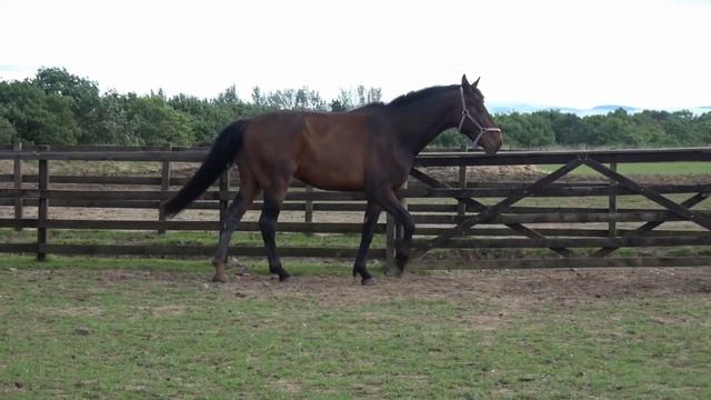 Sabrina - 2 year old filly by Sandro Hit x Rubin Star N смотреть онлайн