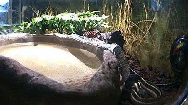 2013-1-4, Webcam thamnophissirtalis смотреть онлайн