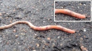 earthworm movement - движение дождевого червя