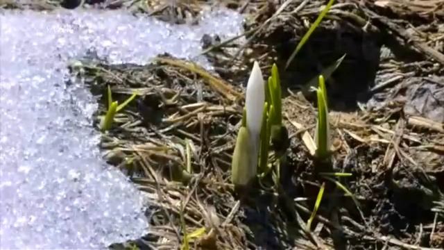 Весна для детей смотреть онлайн