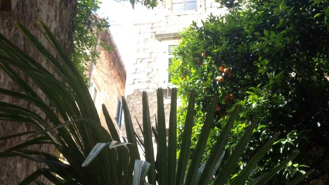 Рыжий котик в Которе. Черногория! Черногорские коты. Апельсиновый кот смотреть онлайн