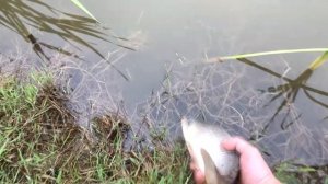 Спонтанная рыбалка. Много карпов. Большие караси. Ловля рыбы в своем пруду на даче.