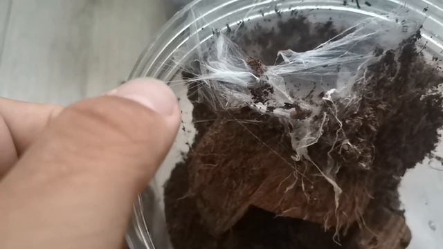 Содержание ПТИЦЕЕДА Ирминия ( Psalmopoeus irminia ) смотреть онлайн