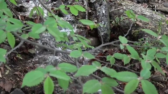 Пение птиц заменит доктора смотреть онлайн