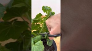 ‼️ Что нужно делать, чтобы пеларгония кустилась и радовала постоянным цветением?