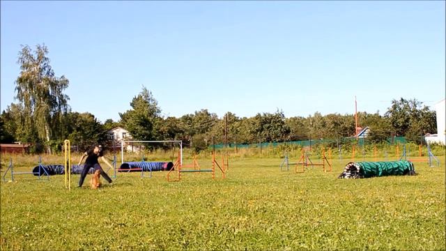 Коккер спаниель Кира смотреть онлайн