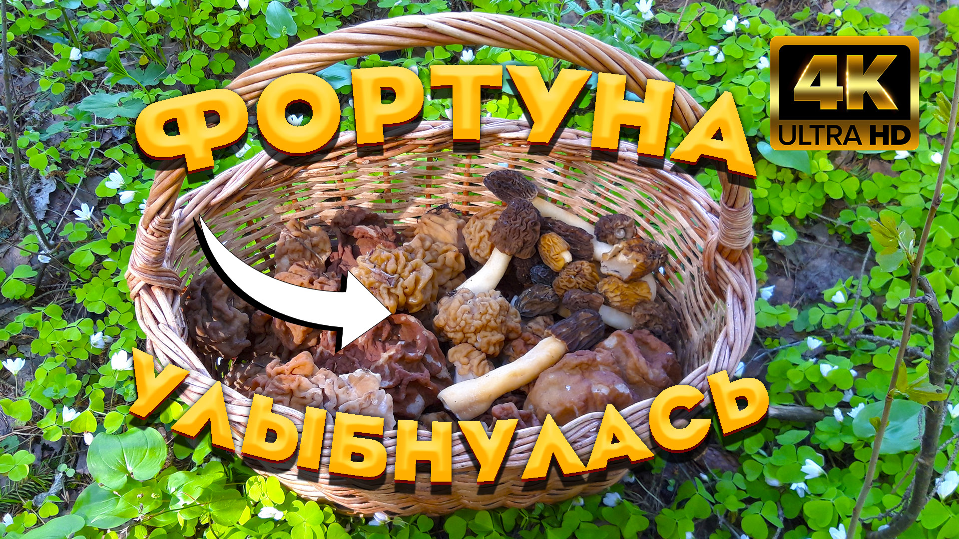 ? ЧУДО находка, не ожидал встретить их на своем пути ? Сморчок конический и сморчковая шапочка ? смотреть онлайн