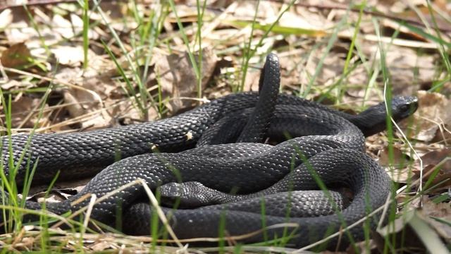 Спаривание обыкновенных гадюк (Vipera berus) смотреть онлайн