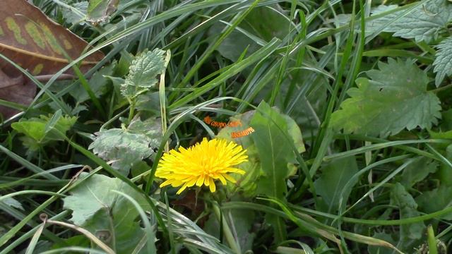 Цвіте кульбаба Чудова музика Природа Авторський вірш Осінь смотреть онлайн